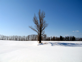 美幌町のはずれで発見。
