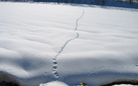 ���̑��Ղł��傤�H