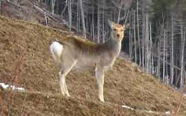 エゾシカ発見。